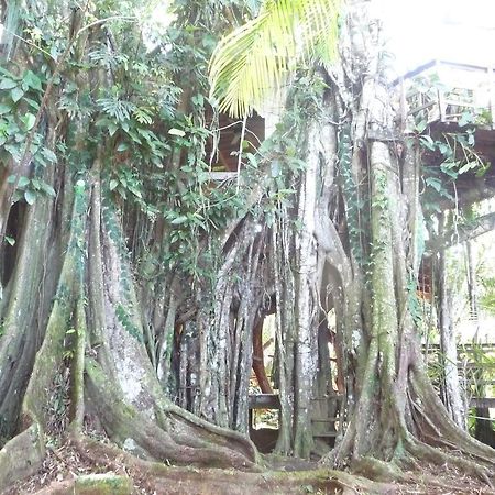 Topos Tree House Cahuita Kültér fotó