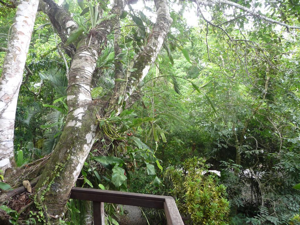 Topos Tree House Cahuita Kültér fotó