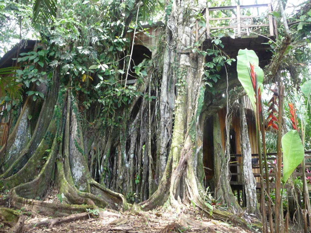 Topos Tree House Cahuita Kültér fotó