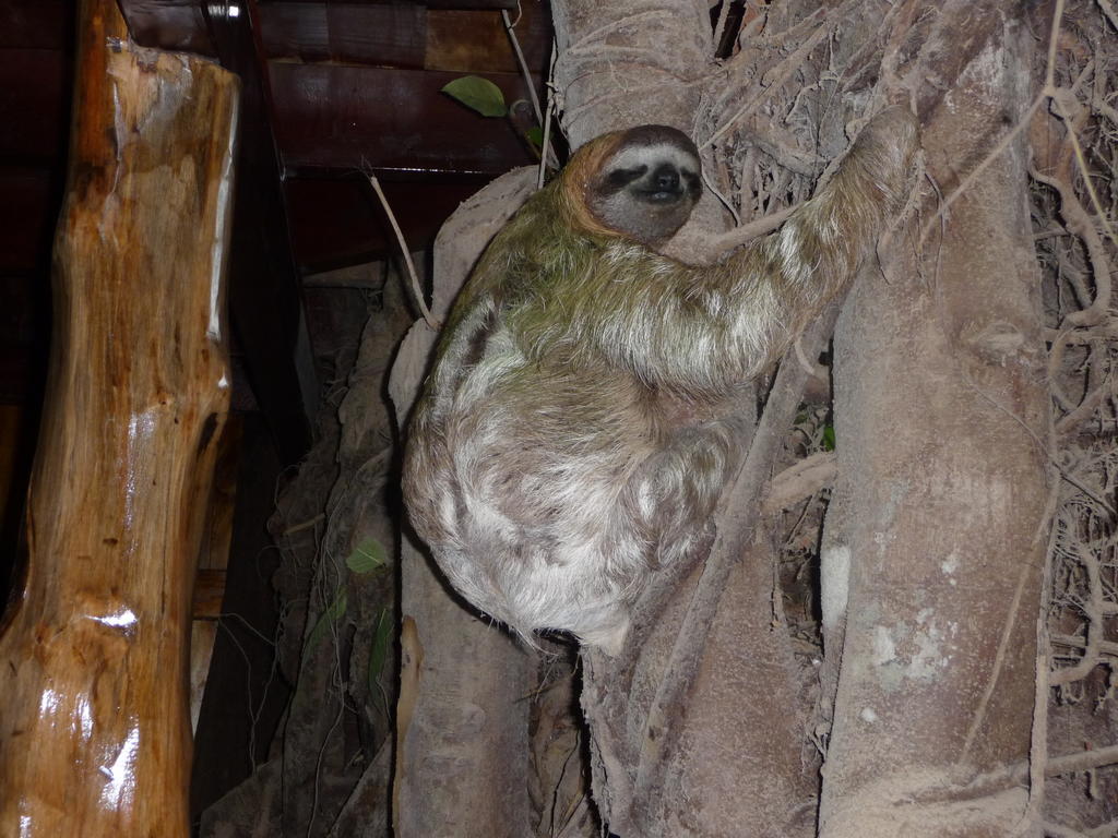 Topos Tree House Cahuita Kültér fotó
