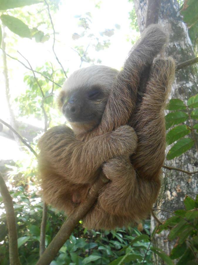 Topos Tree House Cahuita Kültér fotó